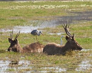 Camping in Luxury: Ranthambore National Park