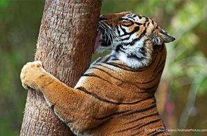 Tiger Watch 1/1 by Tripoto