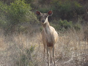 Sariska Tiger Wildlife Reserve...Lake Siliserh and a few crazy friends!