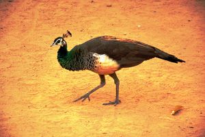 A pea-hen in Sri Ramanasramam 1/1 by Tripoto
