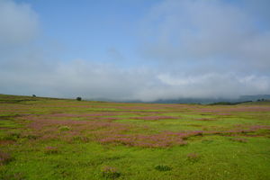 Plateau of Flowers-Kaas Plateau