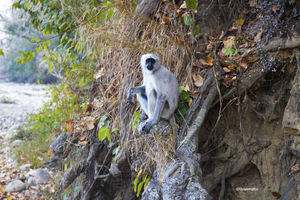 Wilderness ! (Trip to Jim Corbett)