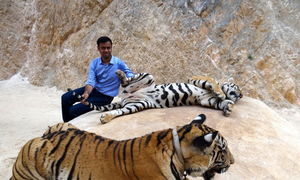 Amidst the roaring beauties