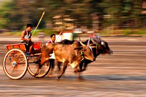 Racing Season at Murud-Janjira