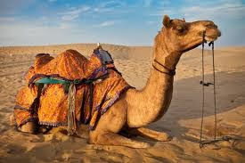 Glowing Sands Of Rajasthan...!!!