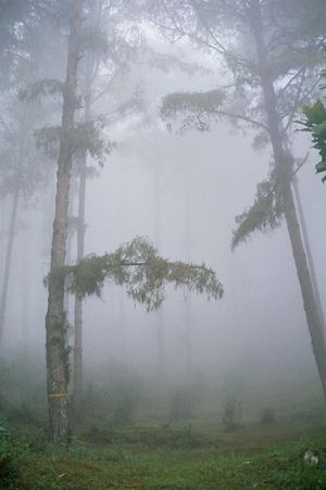 Tinchuley- Darjeeling's hidden treat