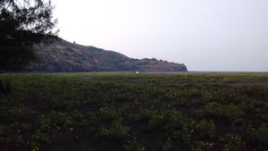 Velas Turtles Fest 2015