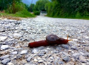 Hiking in Naggar (Himachal)