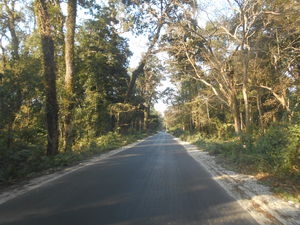 Chilapata Forest 1/1 by Tripoto