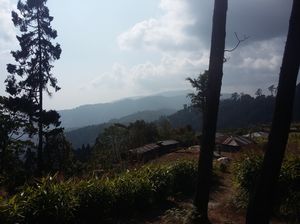 Tiny Travel 2: Winter Trip to North Bengal.