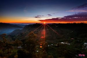 Solo Tranquility: Walks into Sunshiny Woods of Kodaikanal