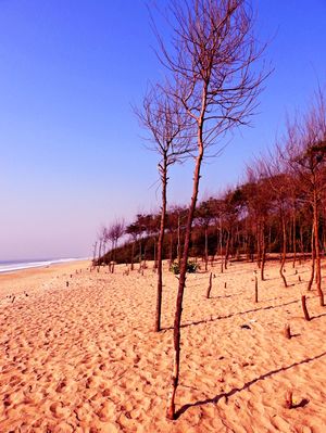 Chandrabhaga a Virgin Tale : A beach in Eastern Orissa