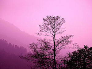 Magnolia : The Poet of Himalayas