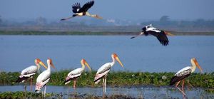 Everything you should be knowing about Kolleru lake.
