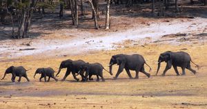 Wild Encounters in Zimbabwe - Hwange National Park