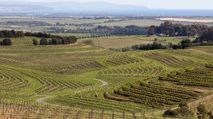 Skillogalee Winery And Vineyard 1/1 by Tripoto