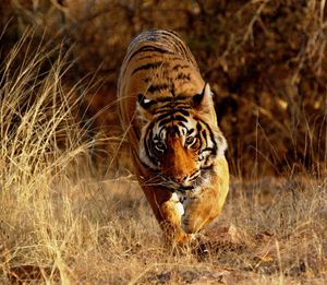 8 Best Places To Go On A Tiger Safari In India!
