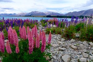 The Best 12 days Road trip Itinerary for Southland, New Zealand