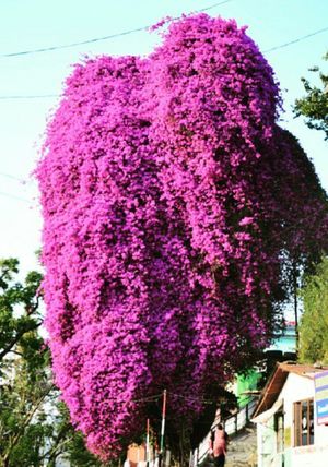 Nainitaal and Almora: a lot more than Tourism