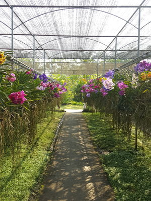 In a Chiang Mai state of mind!