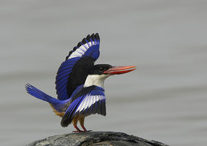 Dr. Salim Ali Bird Sanctuary 1/2 by Tripoto