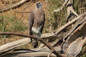 ESCAPE TO THE JUNGLE : SATPURA NATIONAL PARK