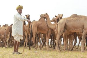 Pushkar Mela : The Lively Affair