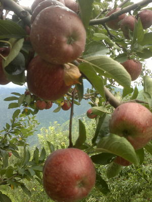 Journey of Apple from orchard to your Dinning table