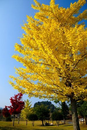 Miyagase 1/4 by Tripoto