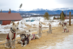 You Don’t Have To Go To Alaska To Try Dog Sledding!