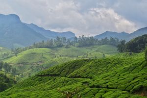 Mystical Munnar