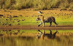 Wildlife Trip to Tadoba - 3days
