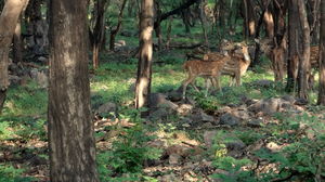 Solo trip to Ranthambhore - Life changing and how :)