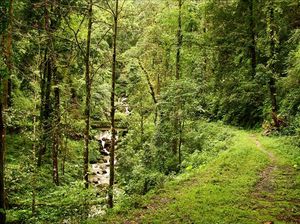 Neora Valley National Park 1/undefined by Tripoto