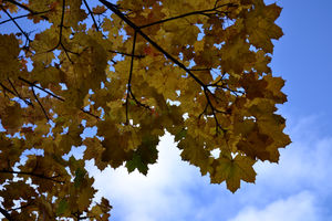 English Autumns