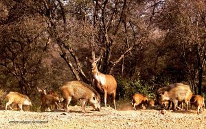 Bhangarh: The City of Ghosts