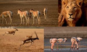 Budding wildlife photographer ?? then Gujarat is your place