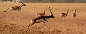 Black bucks at Velavadar, Gujarat