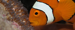 Get your adrenaline going at Great barrier reef