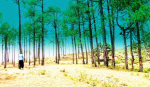 Timber Trail to Binsar