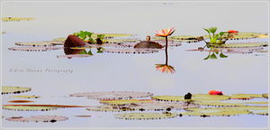 Creative beauty by God - Kerela