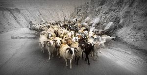 Raahi - Who find ways,join ways,ride like wind. :)