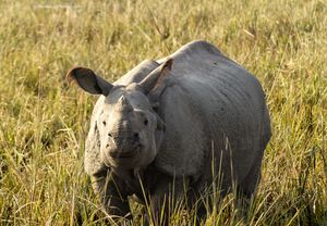 Pobitora Wildlife Sanctuary: The Perfect Place To Spot The Greater Indian One-Horned Rhinoceros