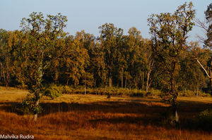 Kanha Calling - A Guide to Kanha National Park