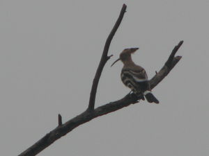 Birds and Beasts of Bharatpur