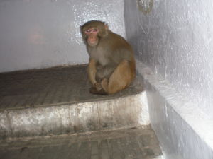 Effects of winter-Vaishno Devi Trip