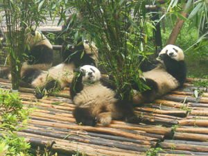 Chengdu Panda Breeding Research Center 1/1 by Tripoto
