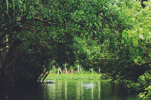 Ironically, sailed ahead in Backwaters.