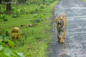 Tadoba : Place of the Big 5