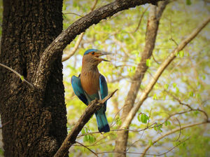 Bird-watching: For those who love birds, camera and travel